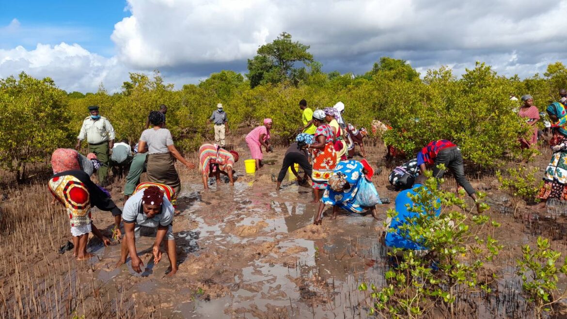 Reviving Nigeria’s Mangroves: The ‘Mangrove for Life’ Initiative